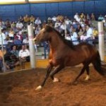 Morreu em Pelotas (RS) no último sábado, dia 24, o garanhão BT Faceiro do Junco. Expoente da raça crioula, o ...