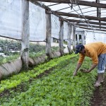 Os ministérios do Desenvolvimento Social e Combate à Fome e do Desenvolvimento Agrário lançaram a Campanha Brasil Orgânico e Sustentável, ...