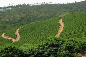 Será a primeira vez que o Brasil receberá uma reunião da OIC A 109ª Sessão do Conselho Internacional do Café, ...