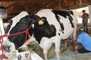 O segundo turno de julgamentos de bovinos começa a partir de hoje, 11, com as raças leiteiras Girolando, Holandes e ...