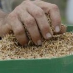 Os preços do arroz continuam em queda no mercado do Rio Grande do Sul, conforme levantamentos do Cepea. Entre 11 ...