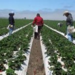 Cerca de dois milhões de toneladas de fertilizantes foram entregues no Brasil em janeiro deste ano, segundo a Associação Nacional ...