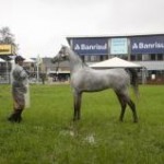 A Associação Brasileira dos Criadores do Cavalo Árabe (ABCCA) realizará, nesta quinta, dia 12, em Avaré (SP), a 20ª Exposição Internacional ...