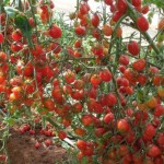 A Embrapa lançou recentemente o tomate BRS Zamir do tipo cereja, um híbrido que apresenta elevados teores de carotenoide licopeno, ...