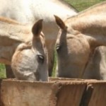 Com 5,8 milhões de cavalos, o Brasil tem o terceiro maior rebanho de equinos do mundo. O principal uso do cavalo ...