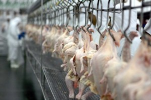 Com investimentos de R$ 246 milhões, a JBS Foods, do grupo JBS Friboi, comprou duas unidades de processamento de aves, ...