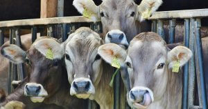 Carne Bovina: Crescimento das Exportações e a Expansão para Novos Mercados A carne bovina in natura é um dos principais produtos do agronegócio brasileiro. O Brasil se mantém como um dos maiores exportadores mundiais. Nos últimos doze meses as exportações ...